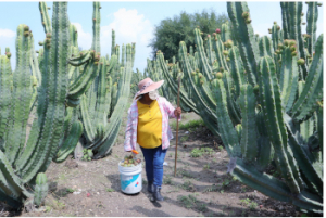 Pitaya poblana abre mercado en Mcallen, Texas