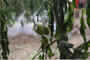 Gobierno del Estado de Puebla atiende afectaciones en el sector agropecuario
