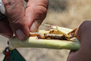 Se impulsa la seguridad del campo poblano para las y los mixtecos