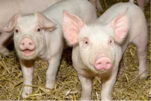 Granjas Carroll realiza donación de cerdos a casas del SEDIF Puebla