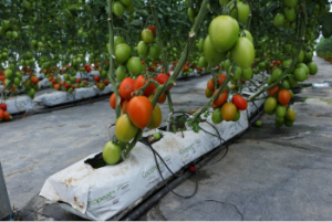 Avanzan trabajos para instalar CITRAA de transformación de  jitomate en Aquixtla