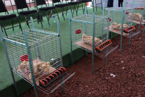 Impulso a la soberanía alimentaria a través de huertos y agricultura urbana