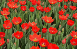 Impulsa Gobierno de Puebla comercialización de Tulipanes y Flores Invernales