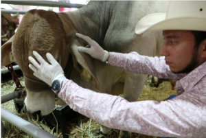 Puebla refuerza acciones de sanidad animal ante alertas del gusano barrenador del ganado